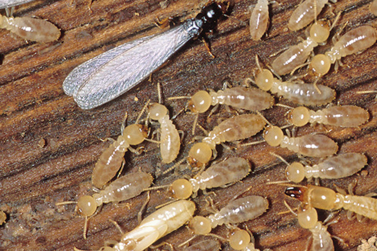Anti Termite Treatment