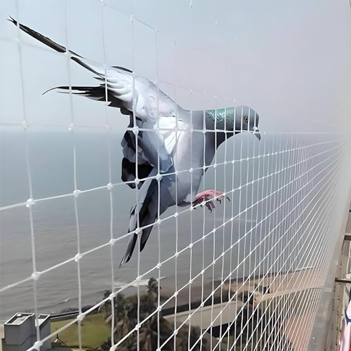 Bird Net