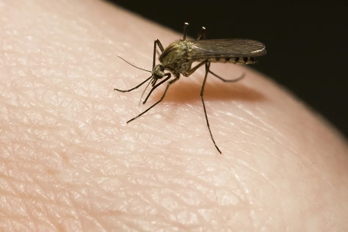 Fly-Nil Mosquito Control