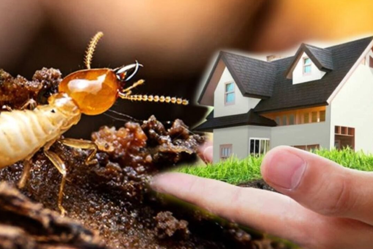 Termifree Anti-Termite