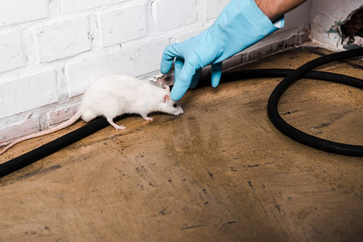 Rat Killer Service